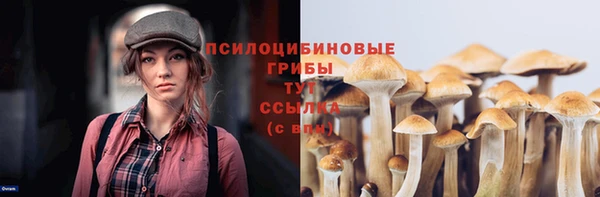 стаф Вязьма